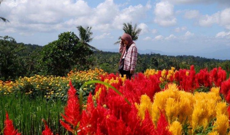 Wow! AWT Taman Bunga dengan View Selat Bali dan Gugusan Gunung Ijen 