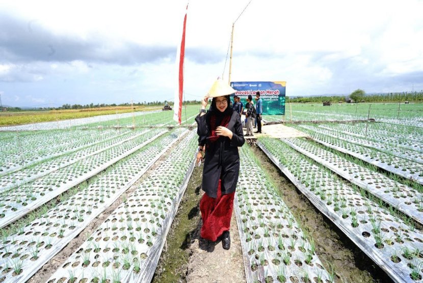 Petani Banyuwangi Terapkan Light Trap, Produksi Bawang Merah Naik 30 Persen