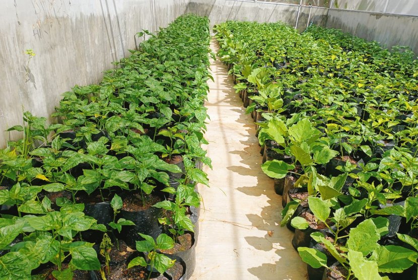 15 Smart Green House di Banyuwangi, Petani Tak Khawatir Musim