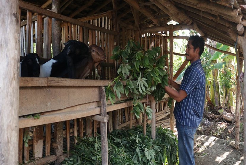 Program Hilirisasi Ternak Kambing PT BSI Ciptakan Pupuk Organik 