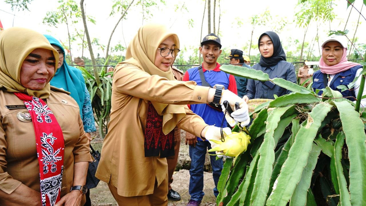 Lampu dan Kapur Dolomit Rahasia Kesuksesan Pembungaan Buah Naga Kuning di Banyuwangi