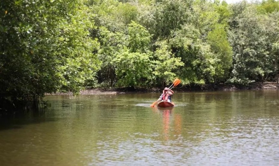 Menjelajahi Keindahan Mangrove Bedul: Wisata Seru dan Edukatif