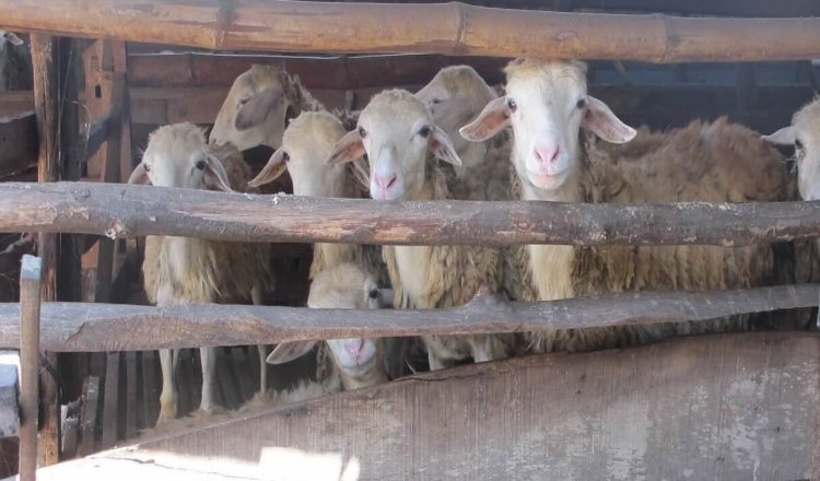 Pendampingan PT BSI, Peternak Kambing Banyuwangi Makin Inovatif dalam Pengolahan Pakan