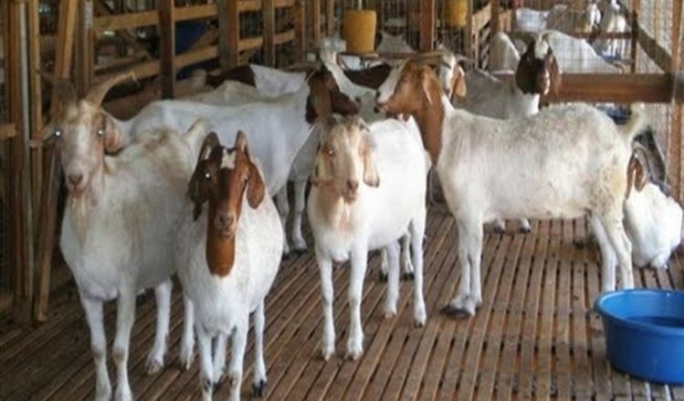 Peternak Kambing Banyuwangi Berdaya dan Inovatif Berkat Bantuan PT BSI