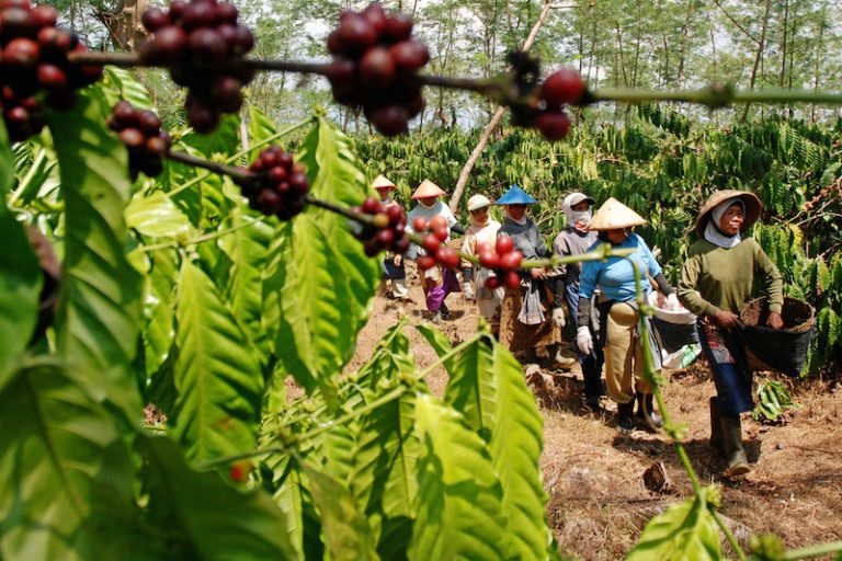 Produksi Kopi Banyuwangi Meningkat 10%, Harga Robusta Capai Rekor Tertinggi