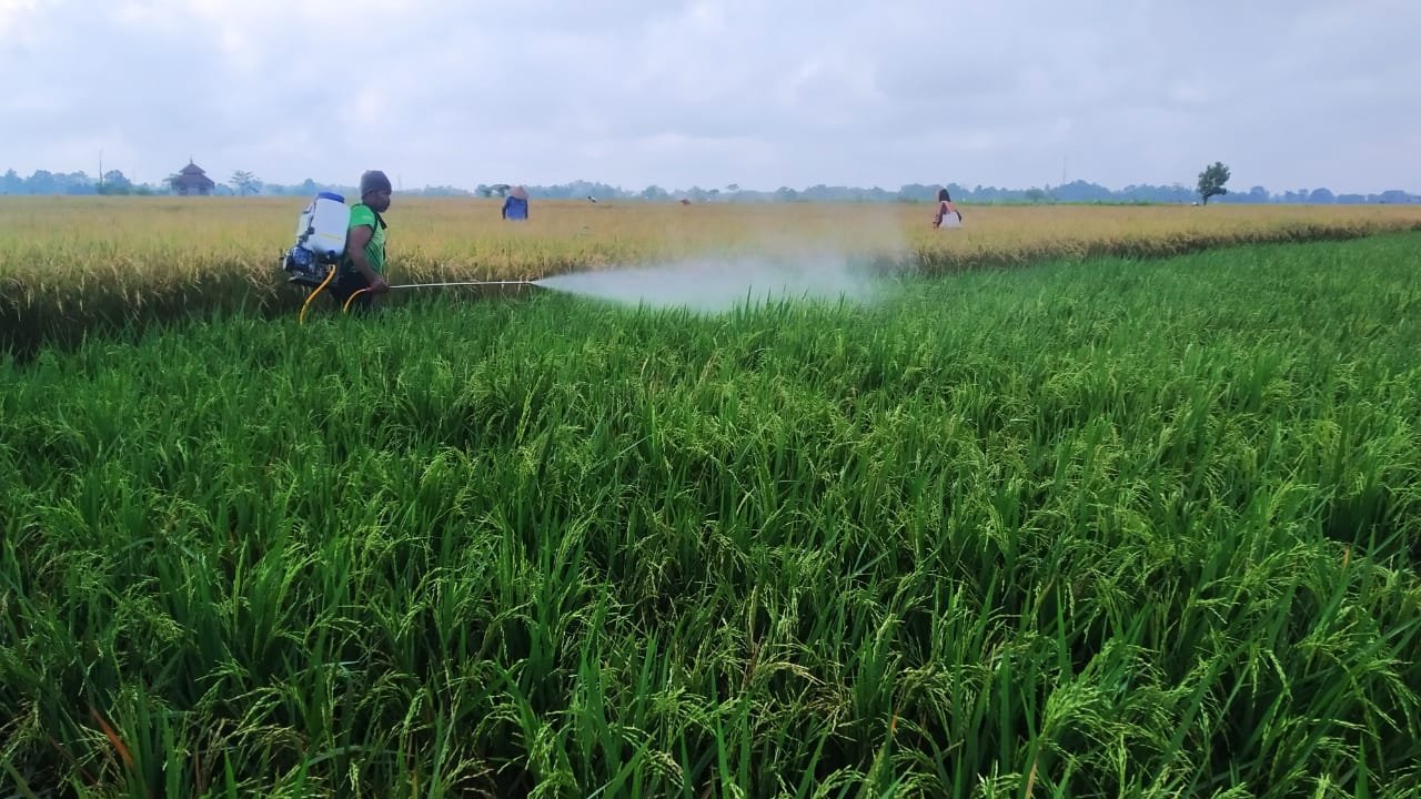 Antisipasi Penyakit Tanaman, Dispertan Banyuwangi Sarankan Penggunaan Guludan 